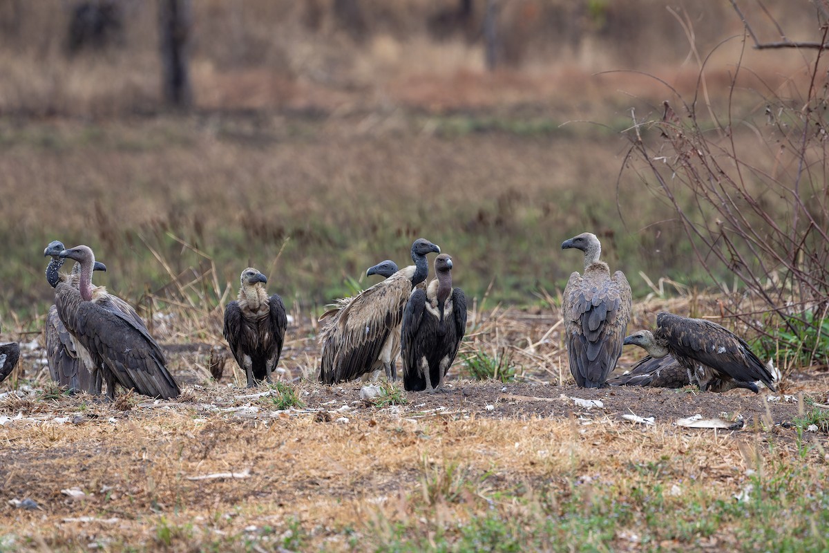 Slender-billed Vulture - ML637918624