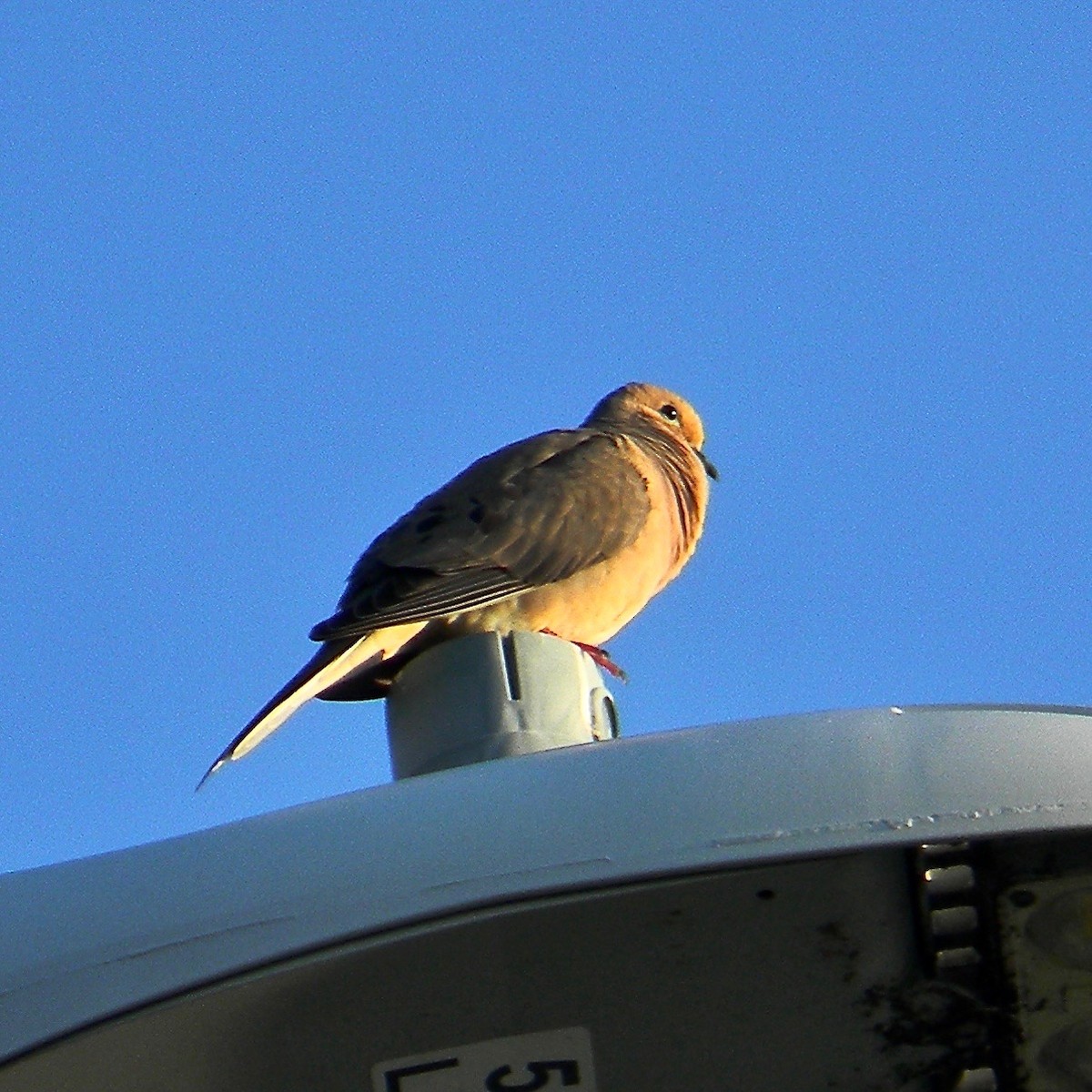 Mourning Dove - ML637918625