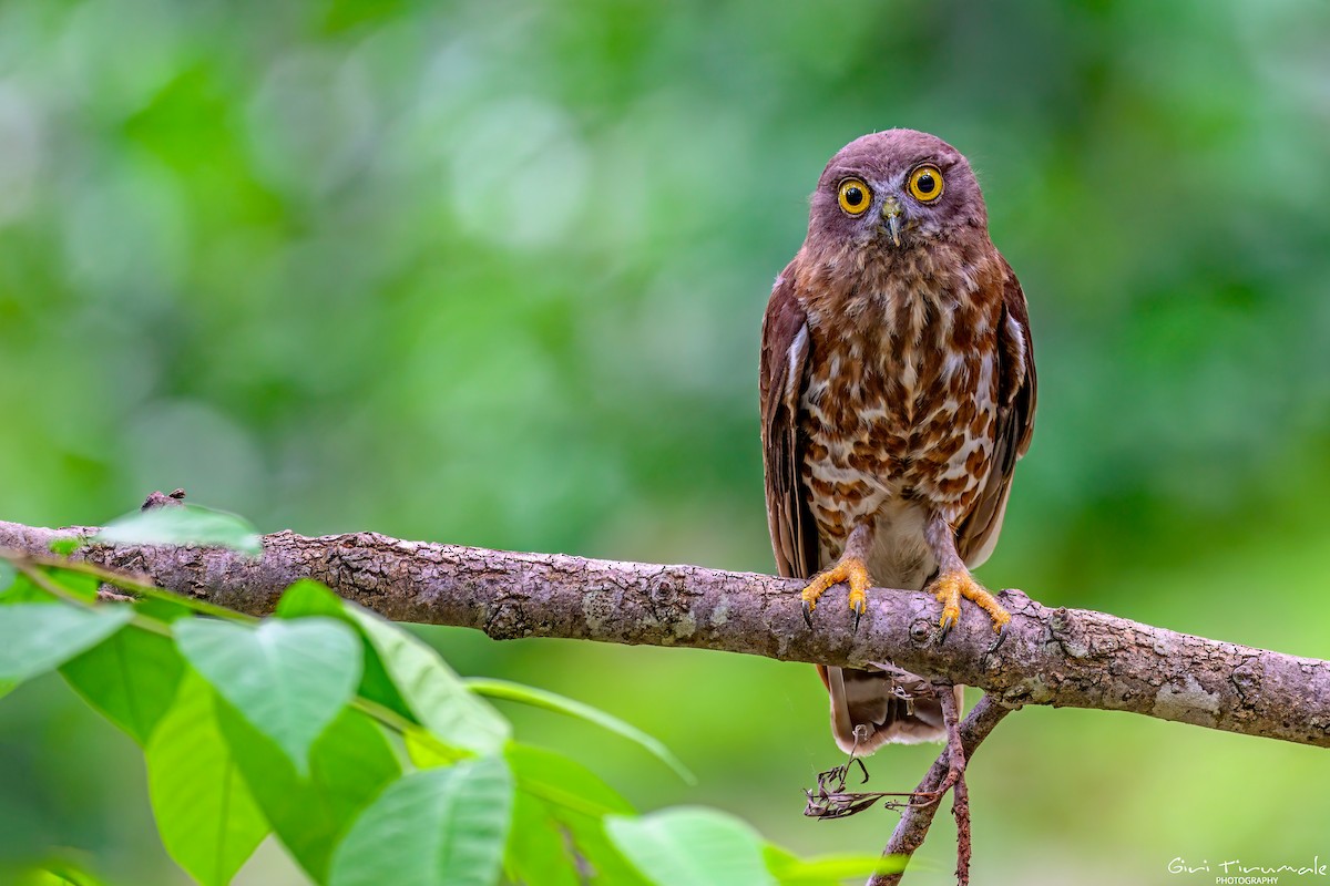 Brown Boobook - ML637918634