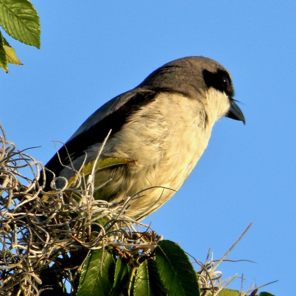Loggerhead Shrike - ML637918638