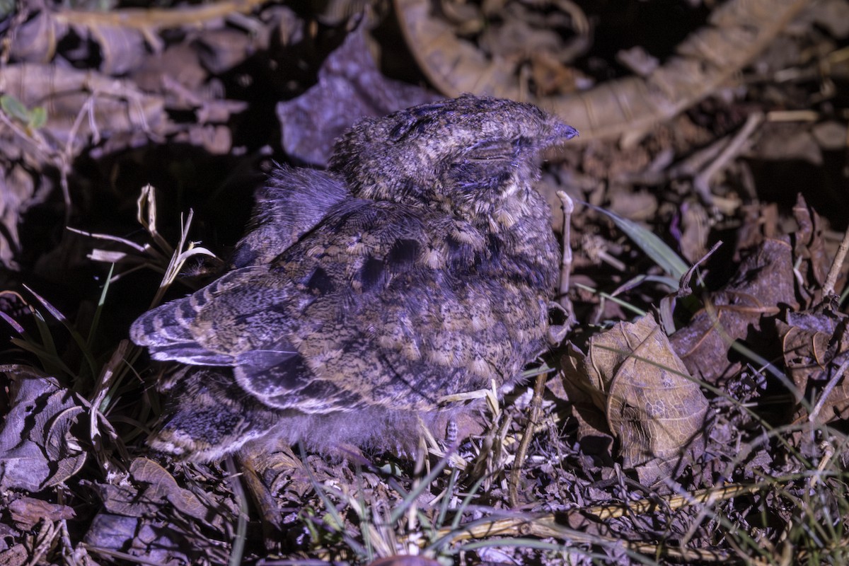 Indian Nightjar - ML637918651