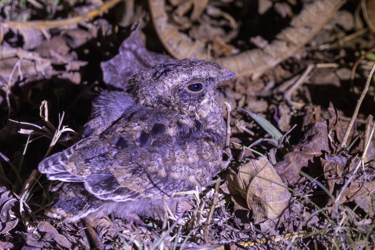 Indian Nightjar - ML637918652