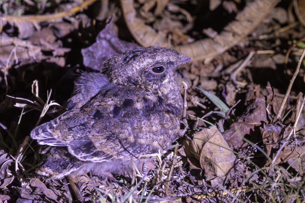 Indian Nightjar - ML637918653