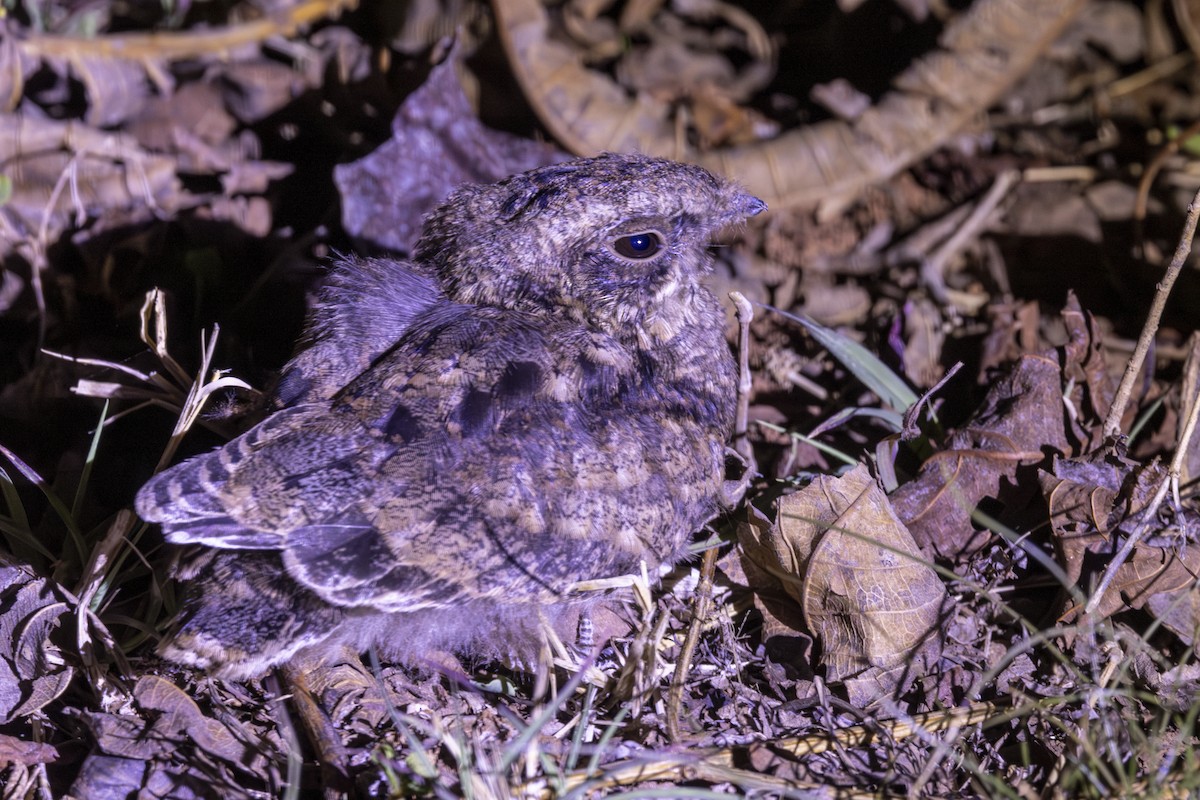 Indian Nightjar - ML637918654