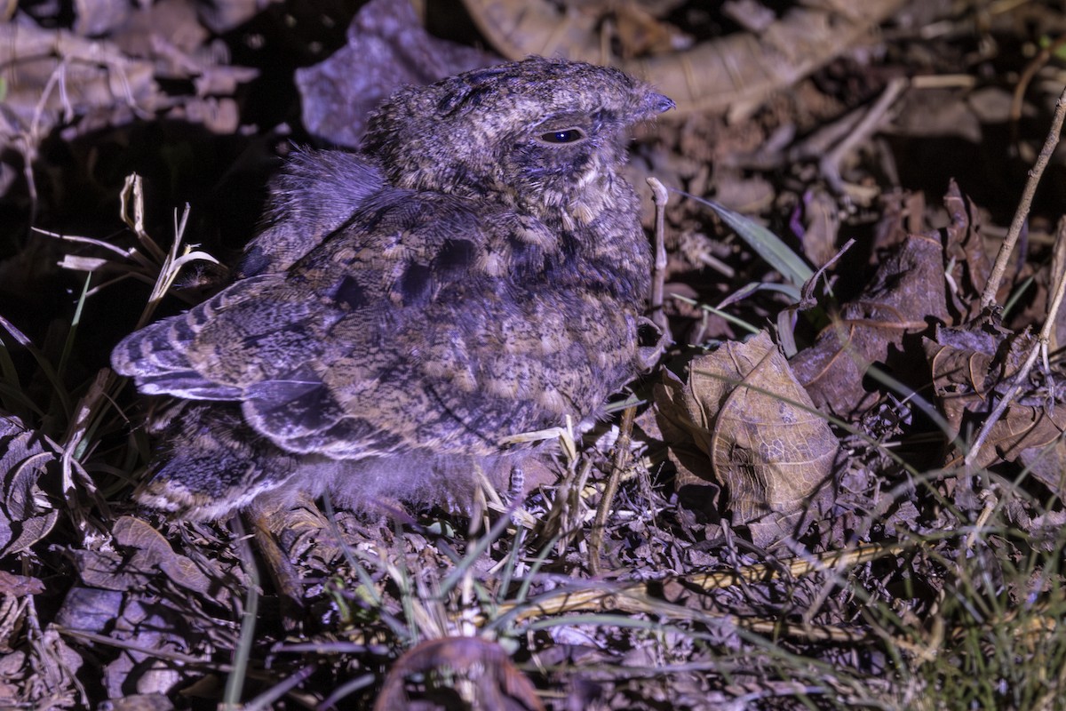 Indian Nightjar - ML637918655