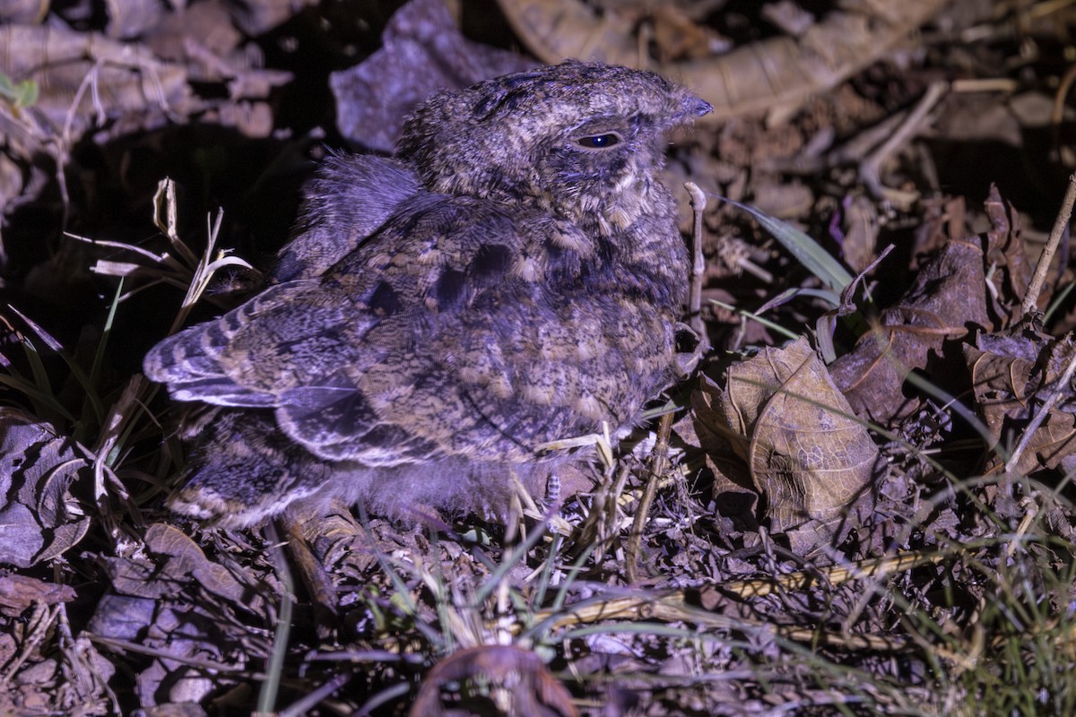 Indian Nightjar - ML637918656