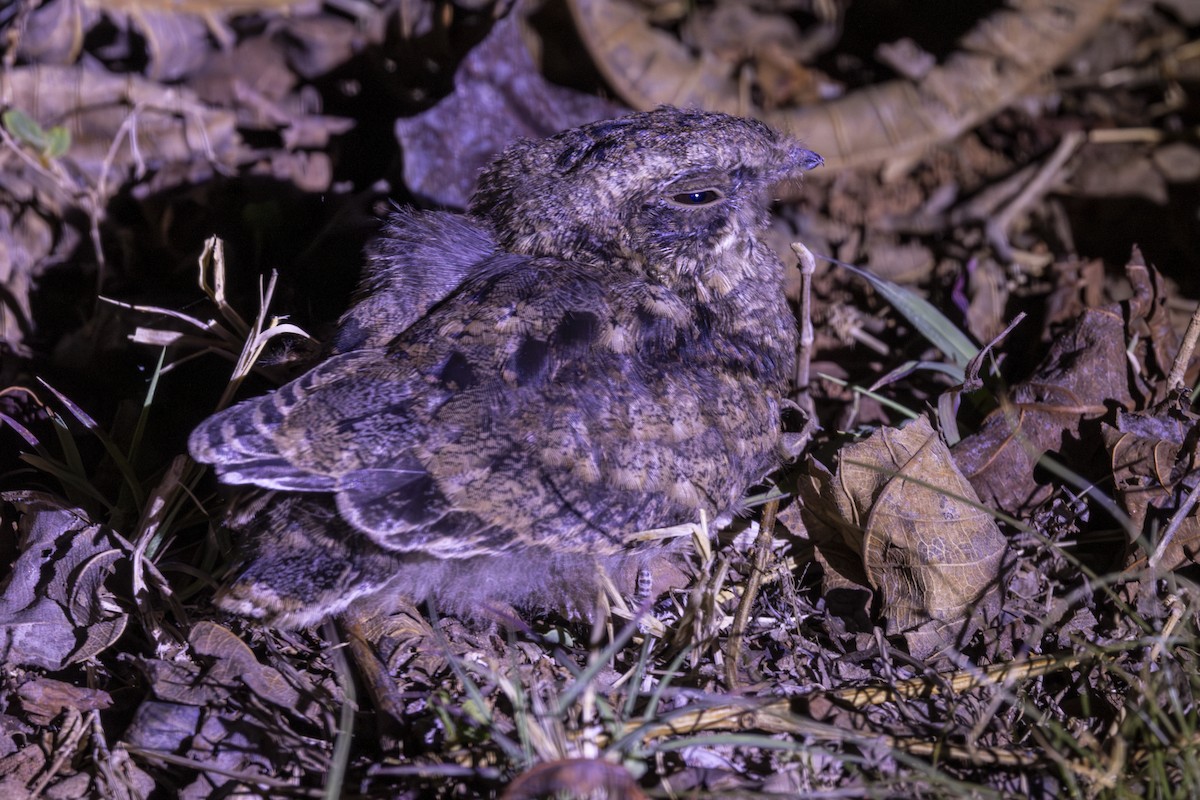 Indian Nightjar - ML637918657