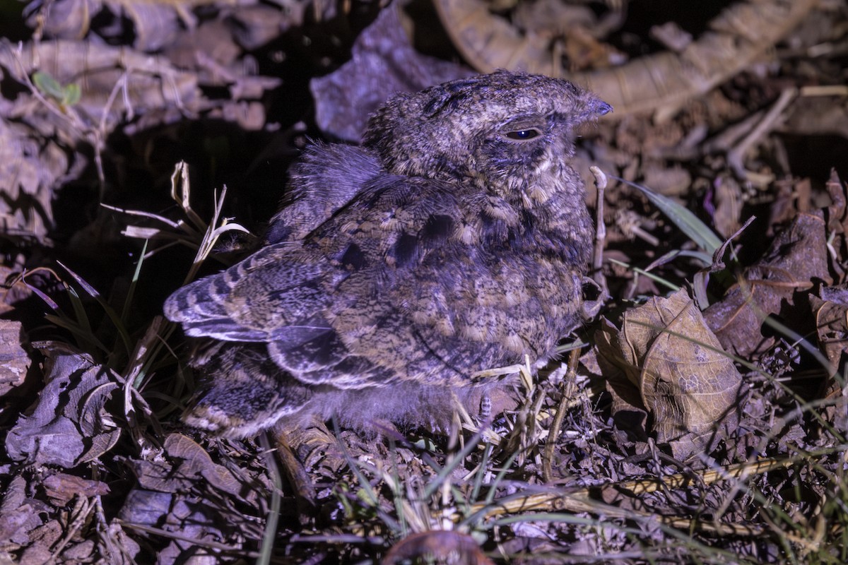 Indian Nightjar - ML637918658