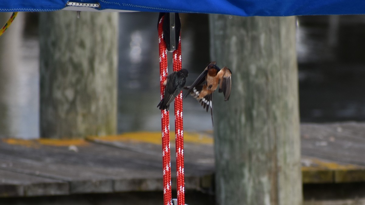 Barn Swallow - ML637918660