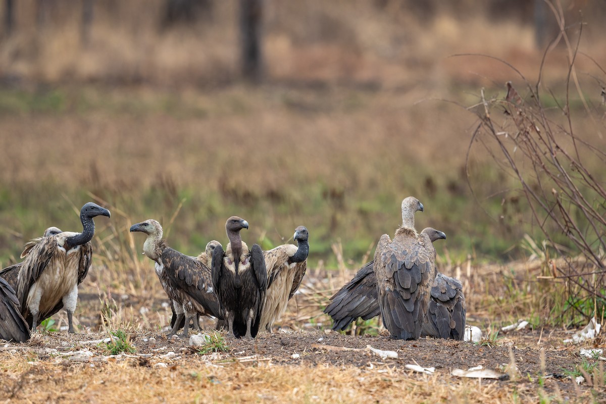White-rumped Vulture - ML637918672