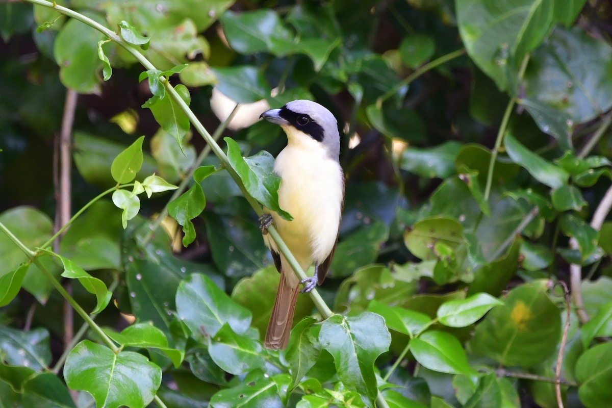 Tiger Shrike - ML637918674