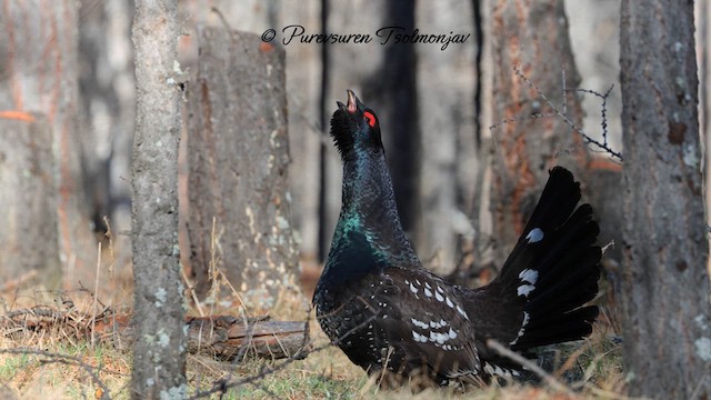 Black-billed Capercaillie - ML637918677