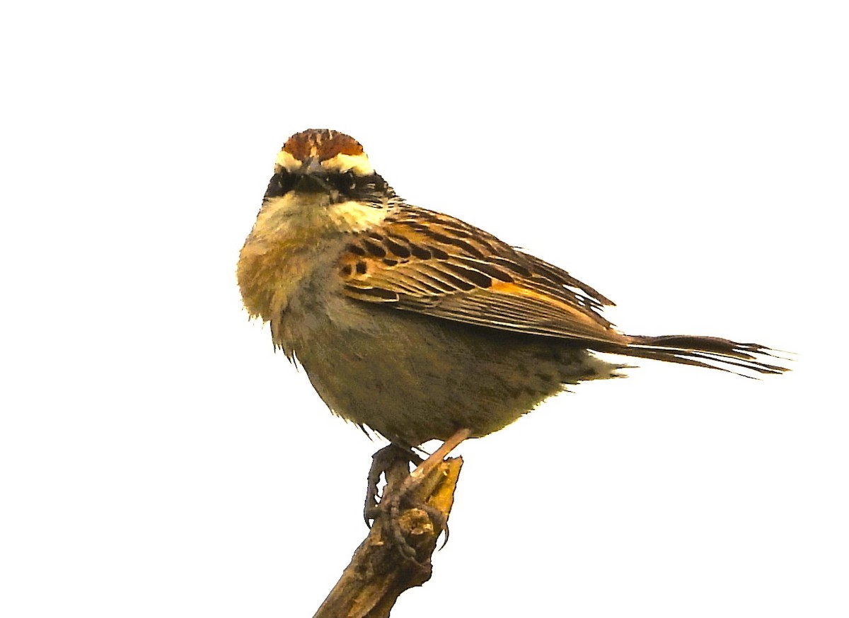 Striped Sparrow - ML637918684