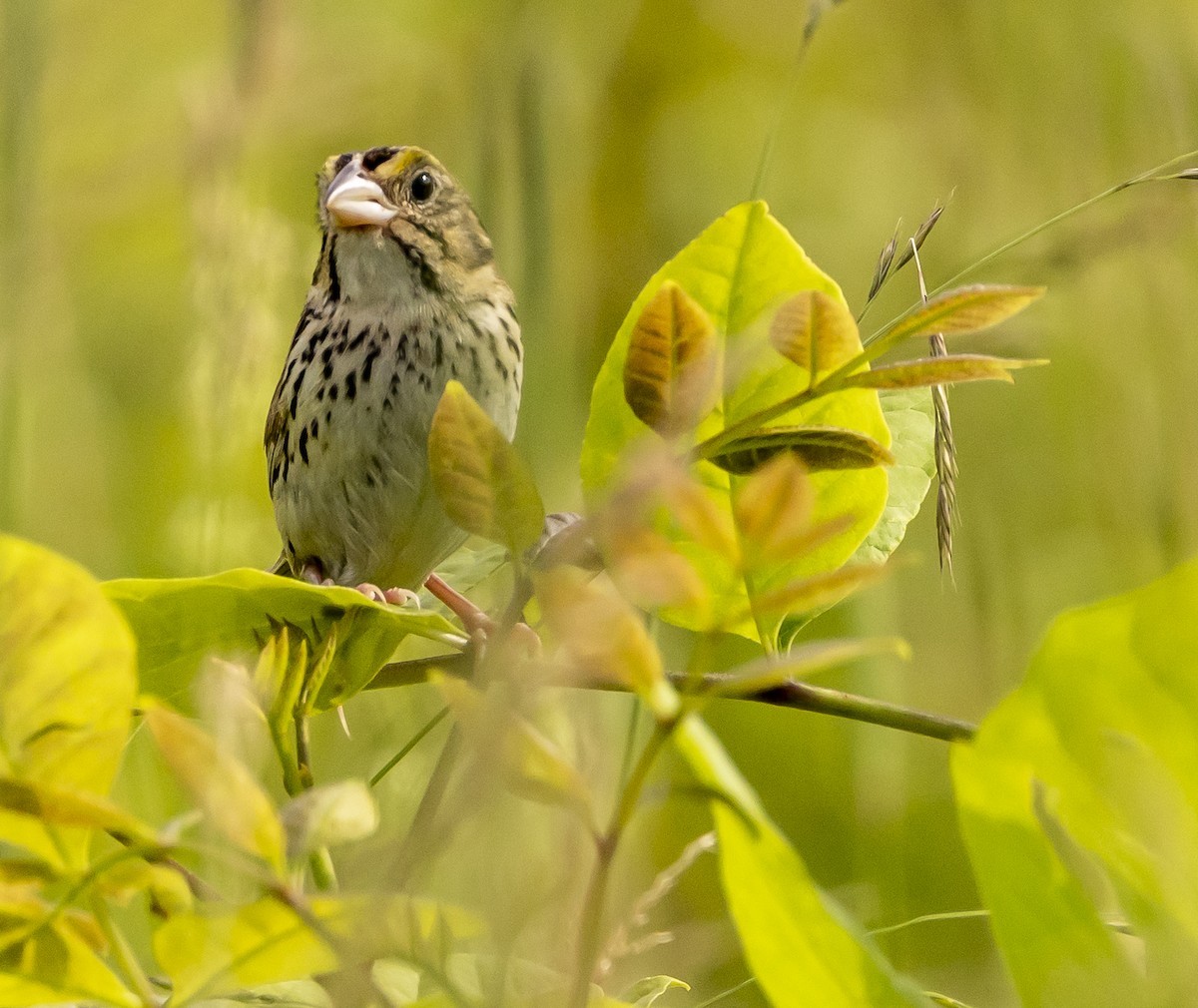 Henslow's Sparrow - ML637918690