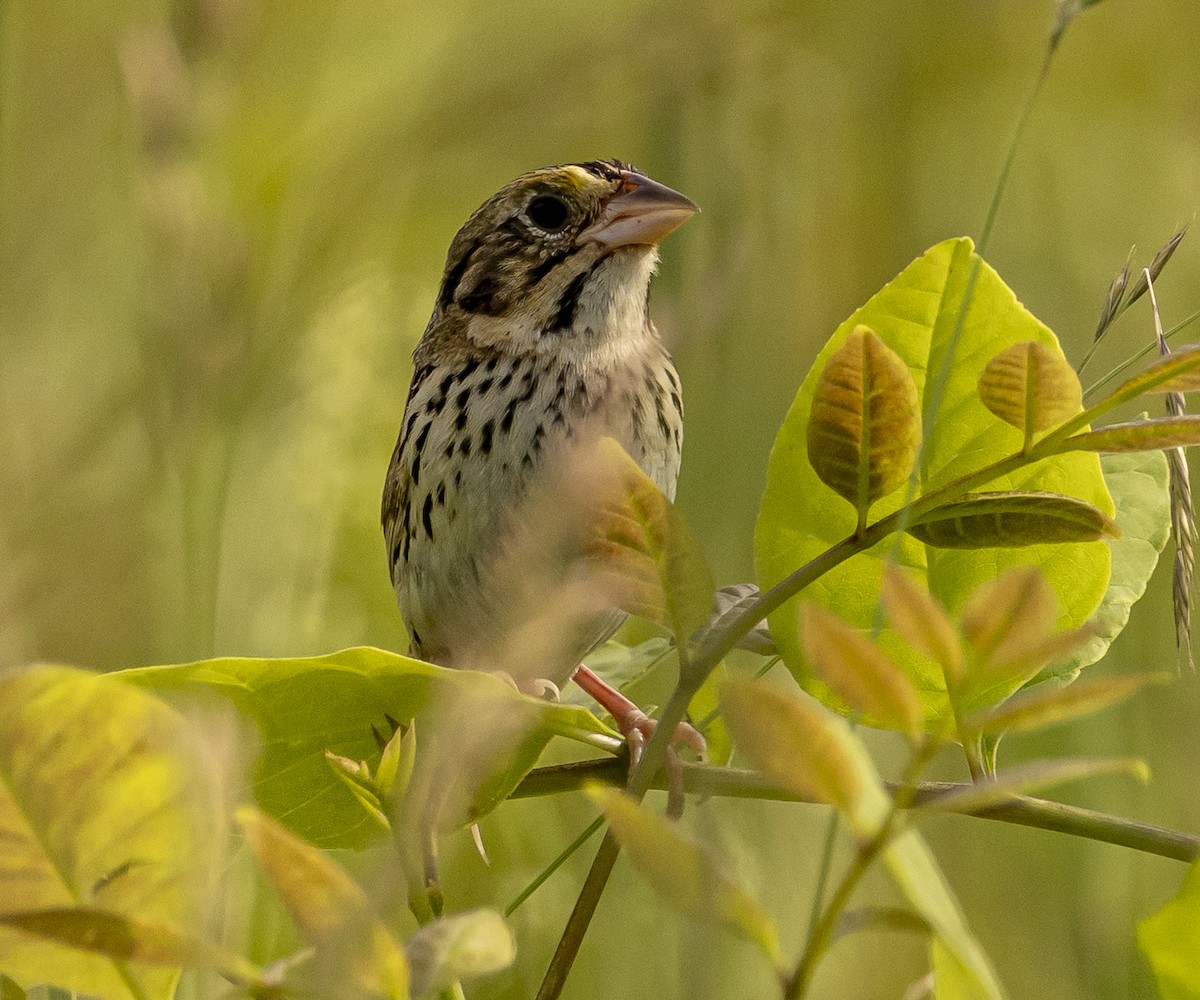 Henslow's Sparrow - ML637918705