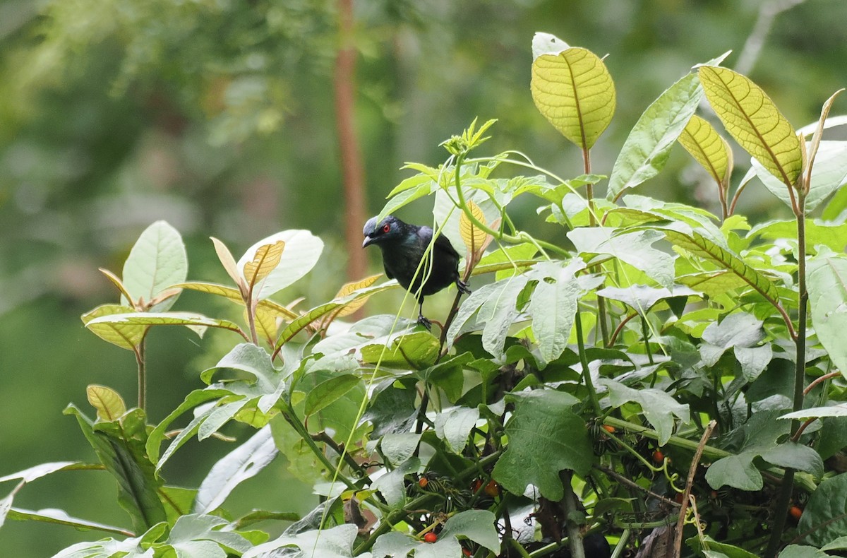 Short-tailed Starling - ML637918706