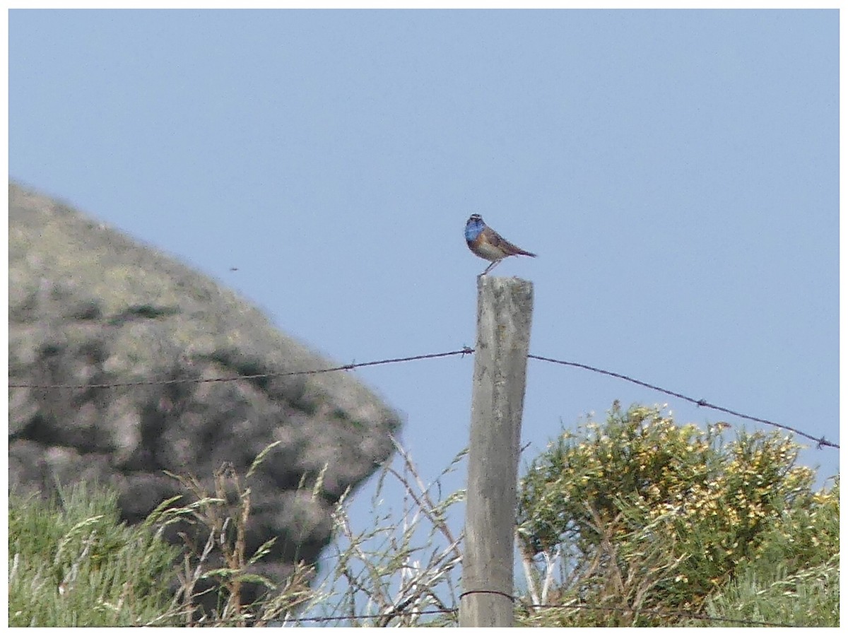Bluethroat - ML637918717