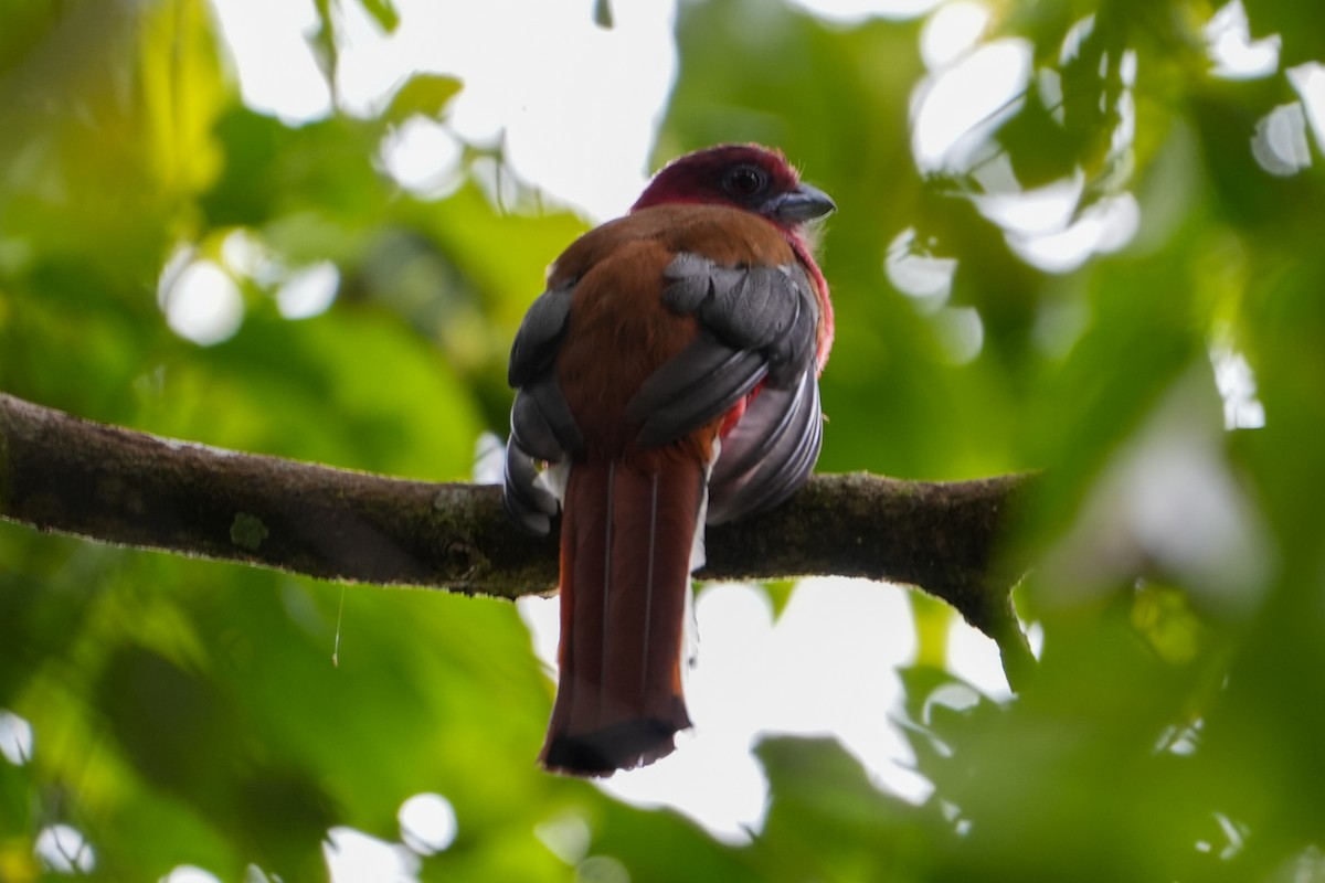 Red-headed Trogon - ML637918720