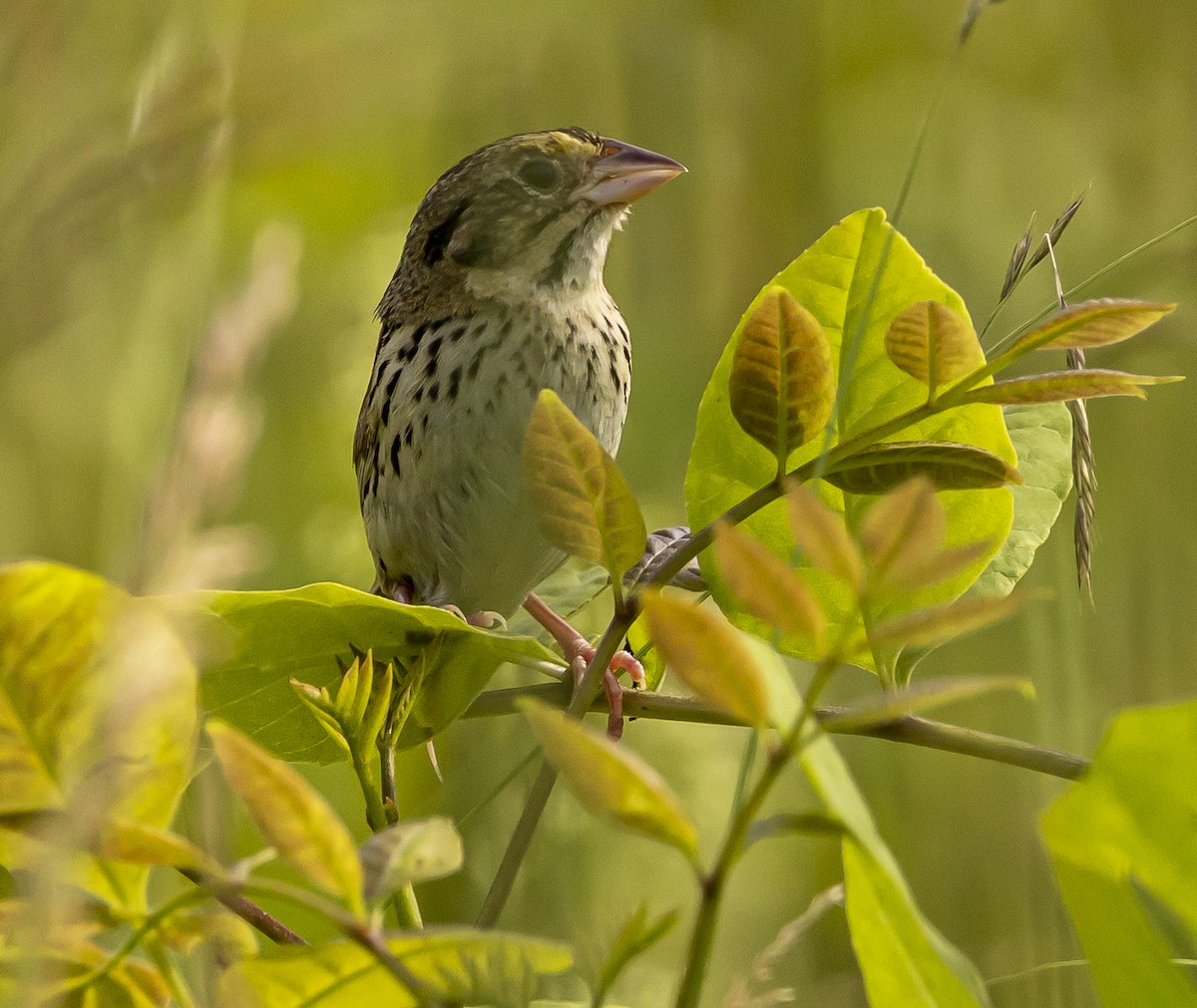 Henslow's Sparrow - ML637918722