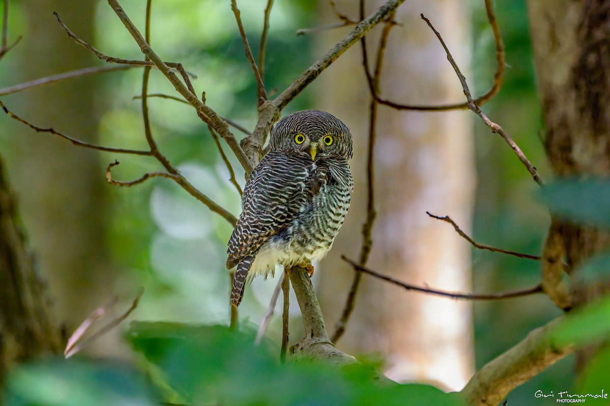 Jungle Owlet - ML637918742