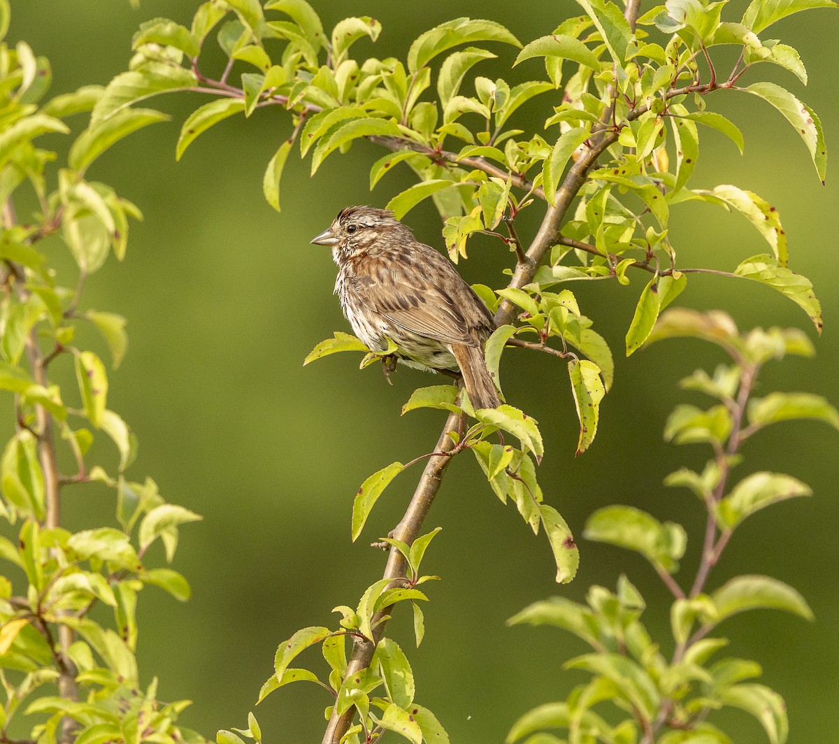 Song Sparrow - ML637918753