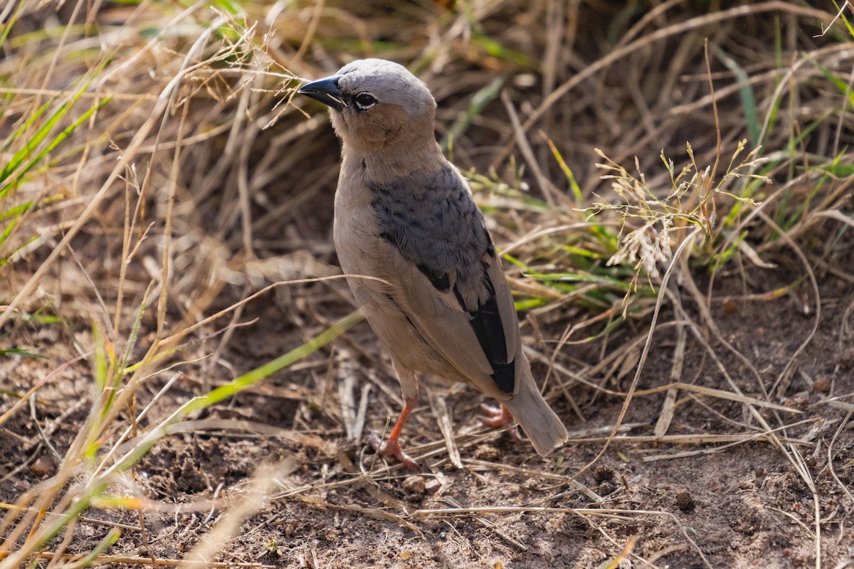 Gray-capped Social-Weaver - ML637918793