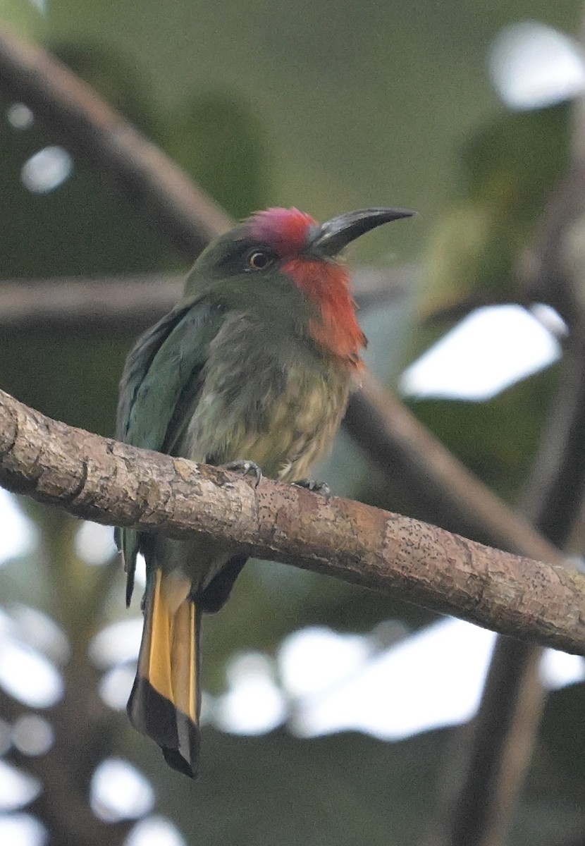 Red-bearded Bee-eater - ML637918794
