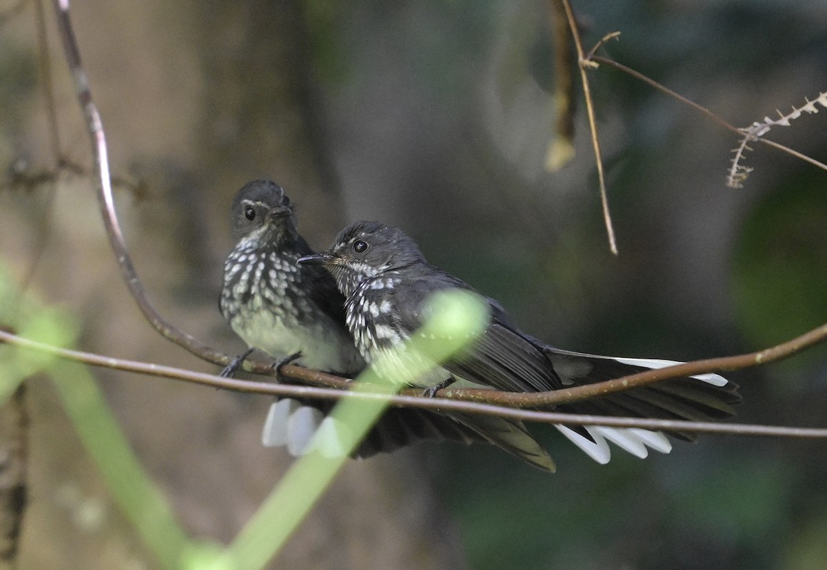 Spotted Fantail - ML637918806
