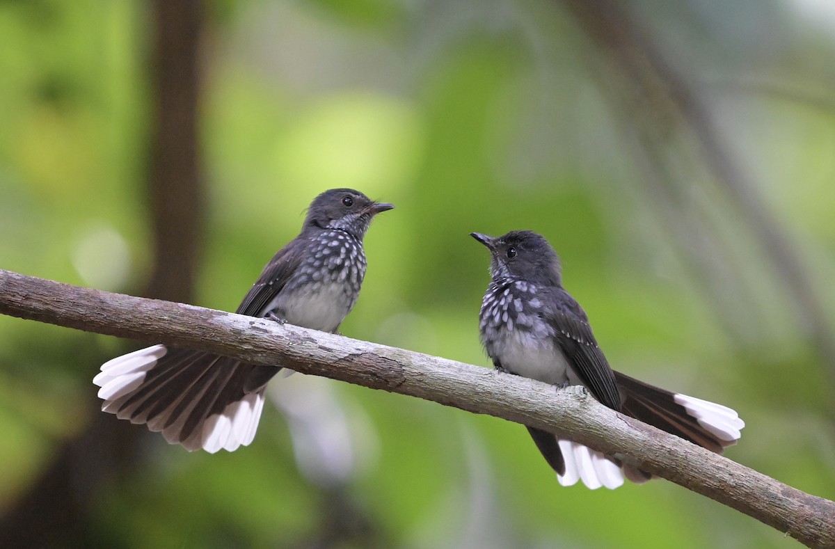 Spotted Fantail - ML637918807