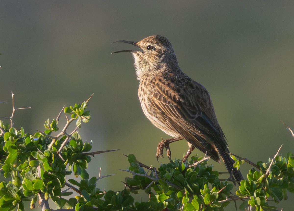 Cape Long-billed Lark (Cape) - ML637918814