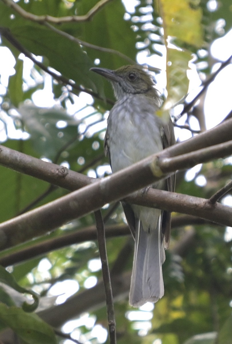 Streaked Bulbul - ML637918824