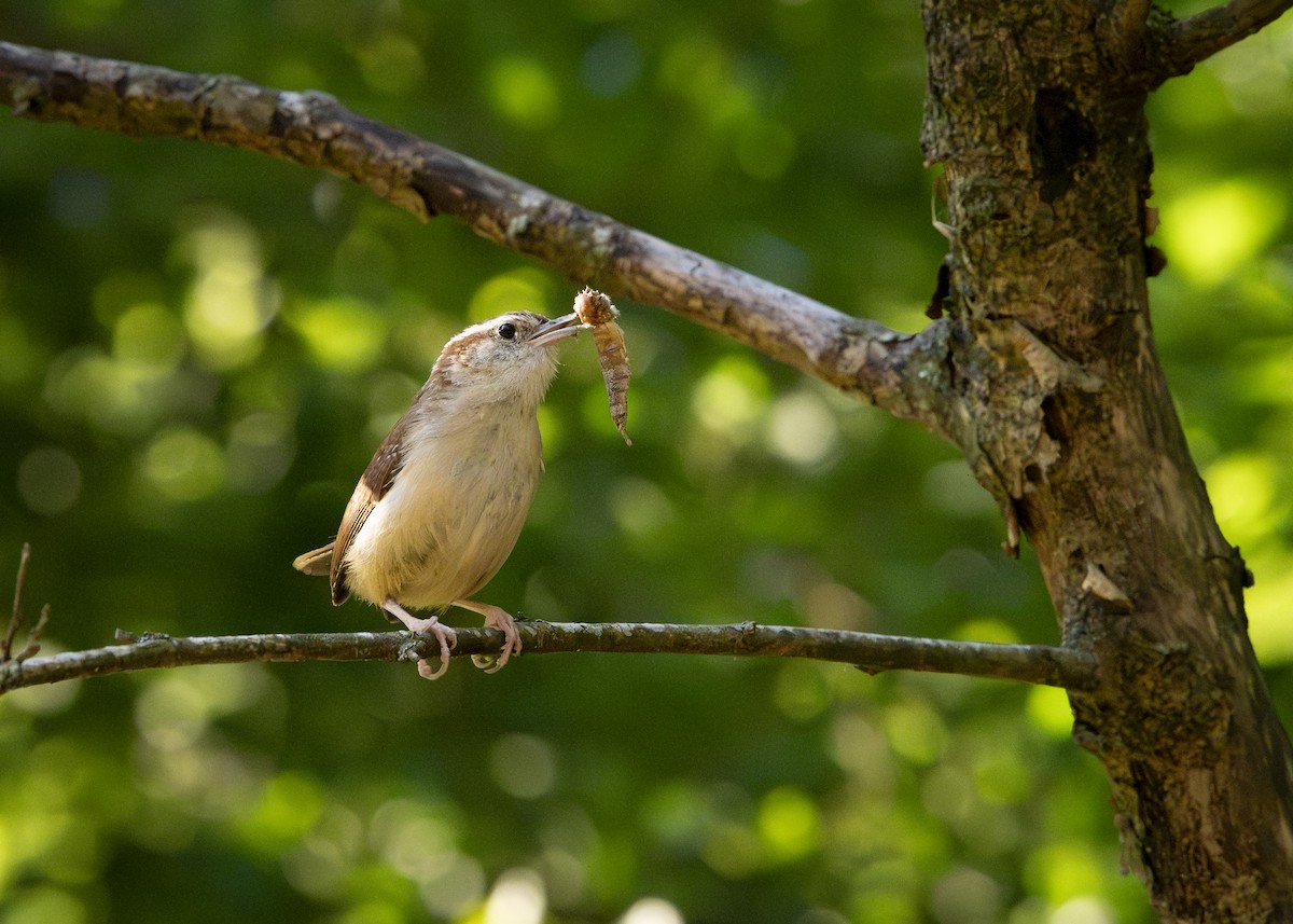 Carolina Wren - ML637918841