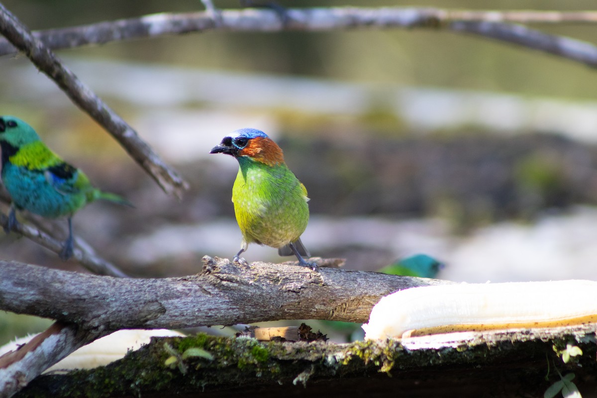 Red-necked Tanager - ML637918847