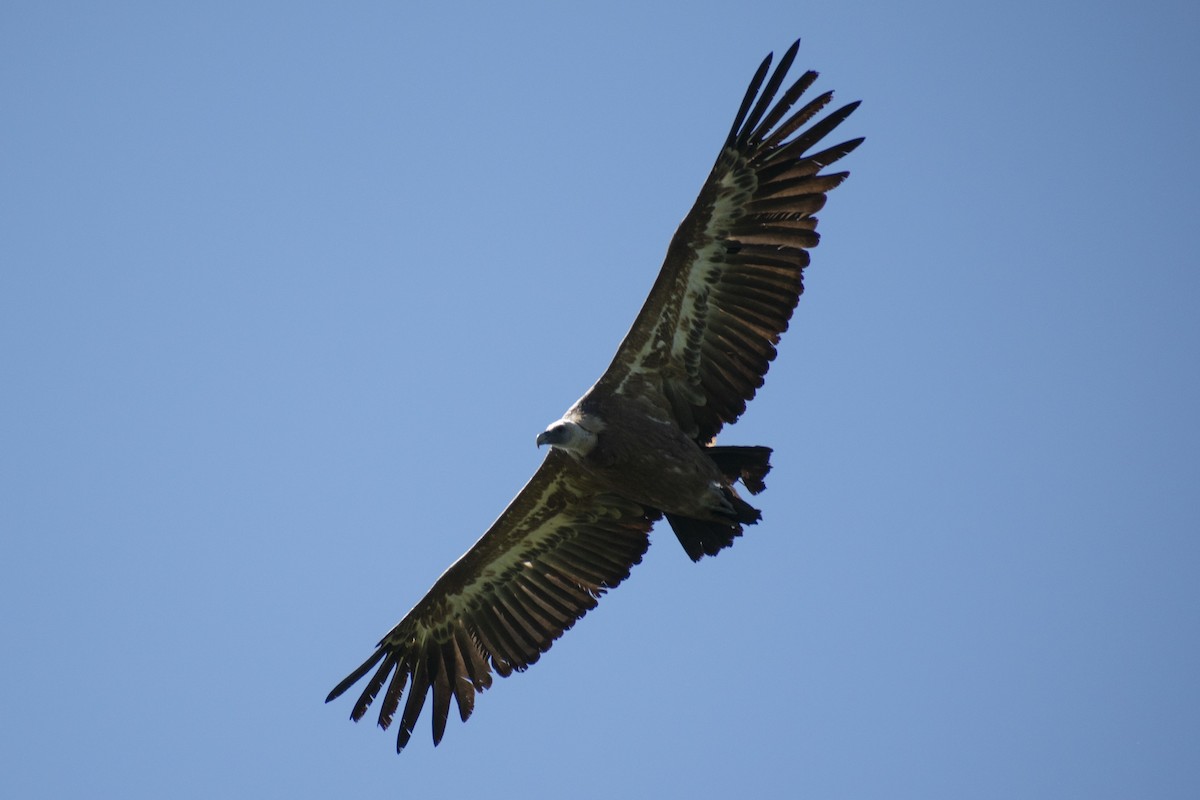 Eurasian Griffon - ML637918853