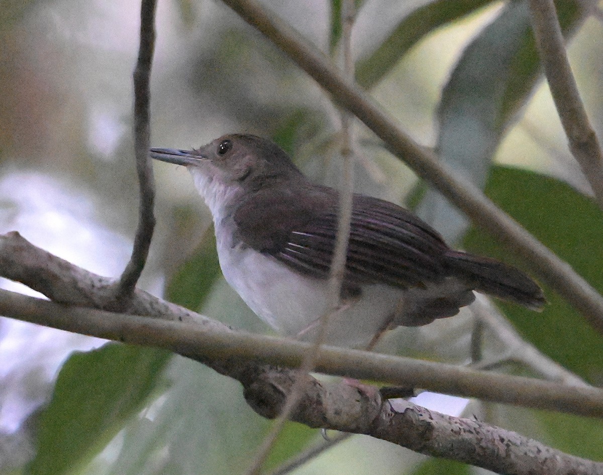 White-chested Babbler - ML637918854