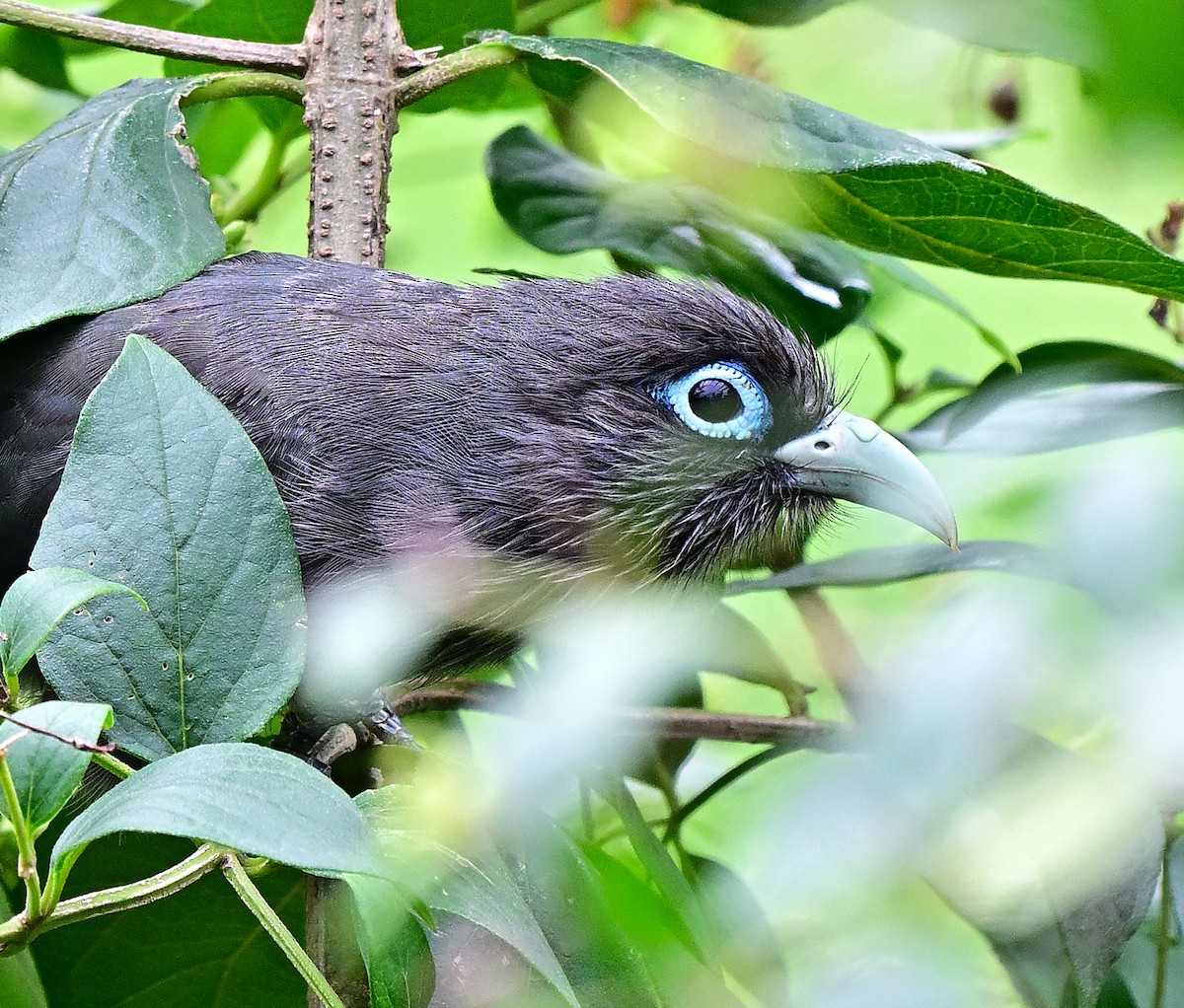 Blue-faced Malkoha - ML637918887