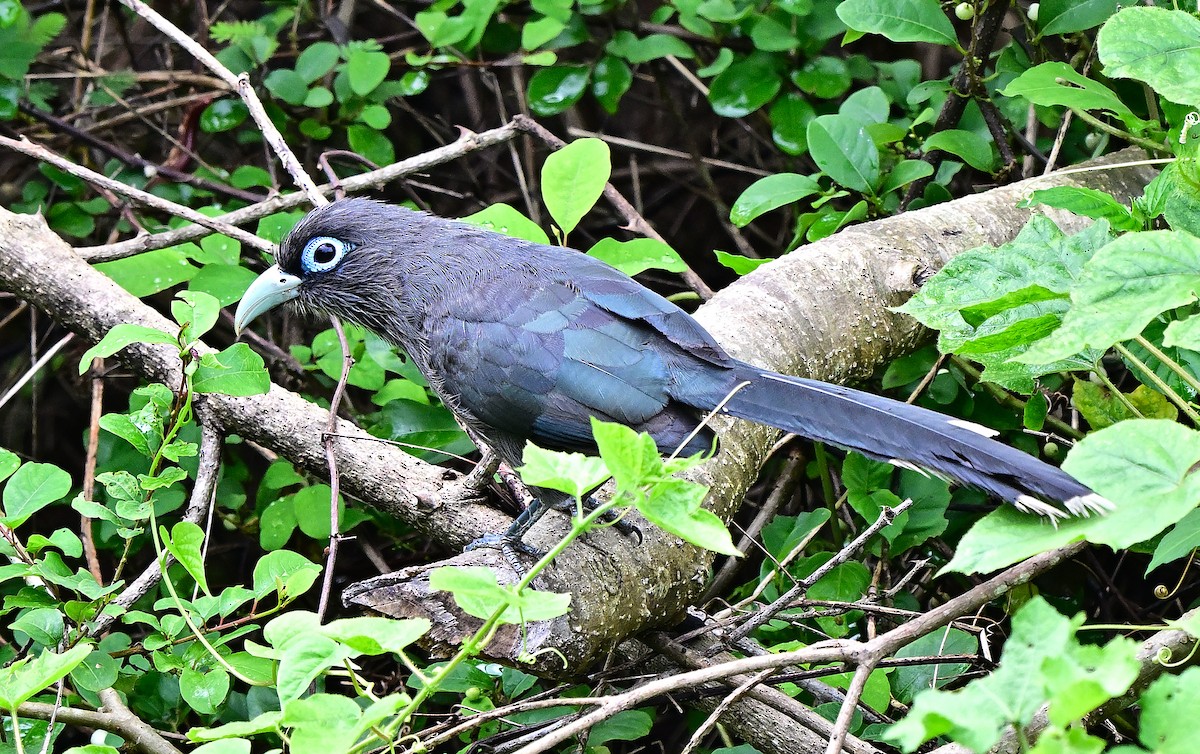 Blue-faced Malkoha - ML637918888