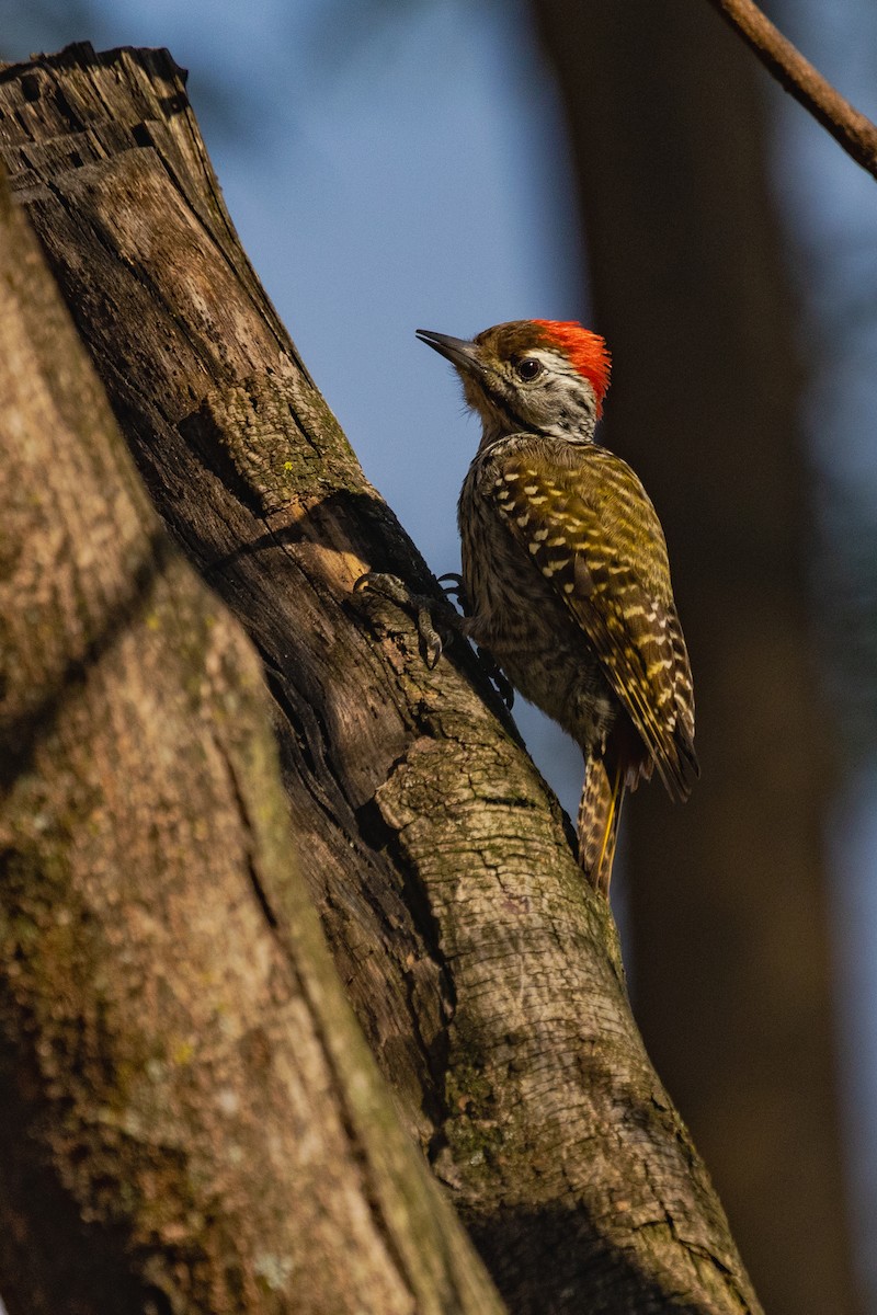 Cardinal Woodpecker - ML637918898