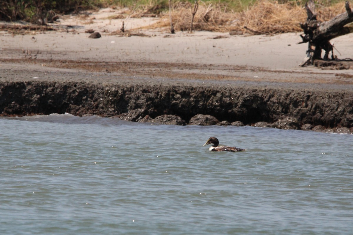 Edredone - ML637918938