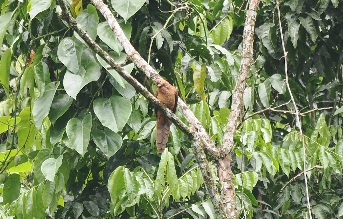 Ruddy Cuckoo-Dove - ML637918982
