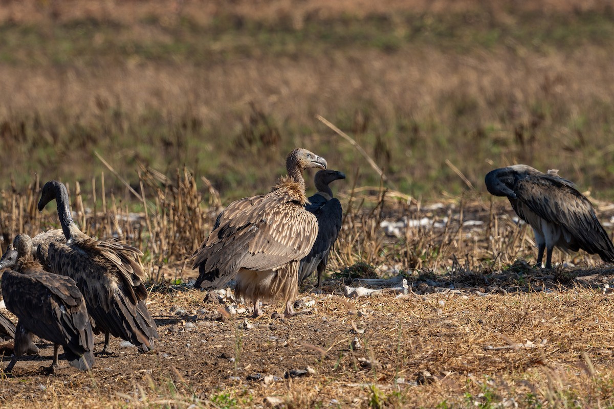 Himalayan Griffon - ML637918983