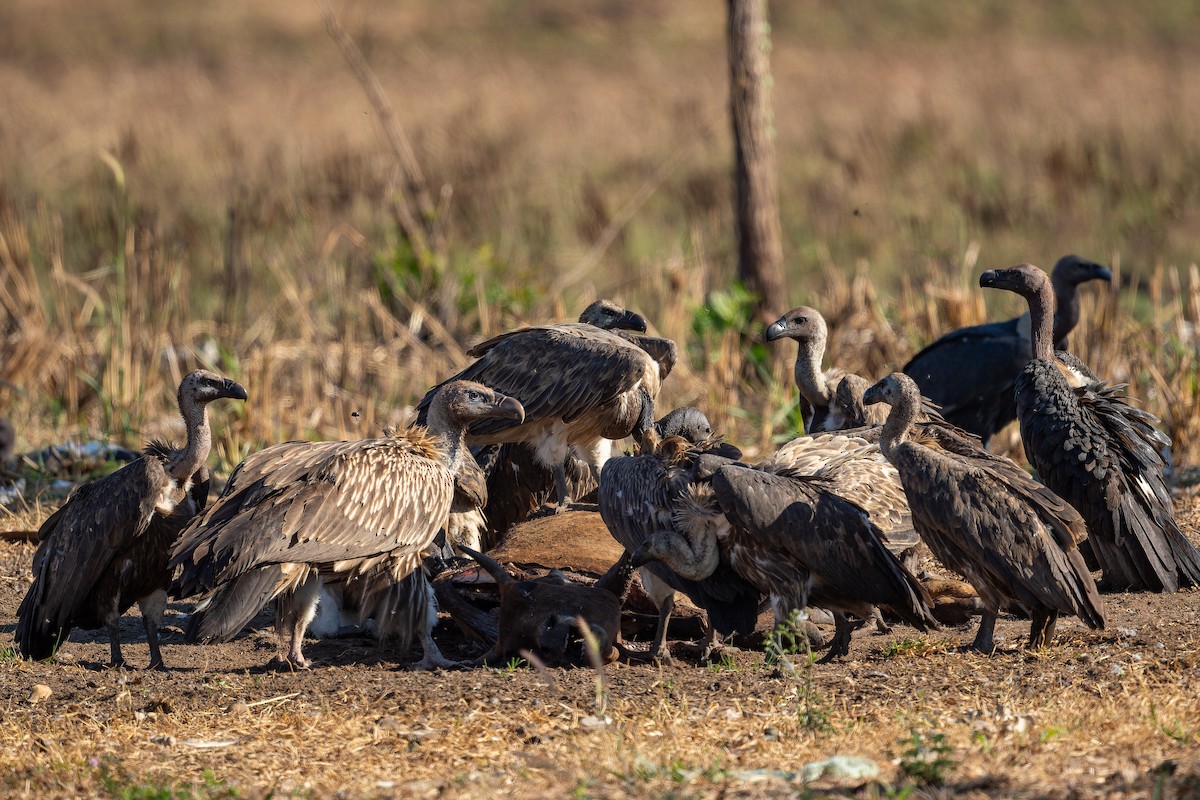 Himalayan Griffon - ML637919009
