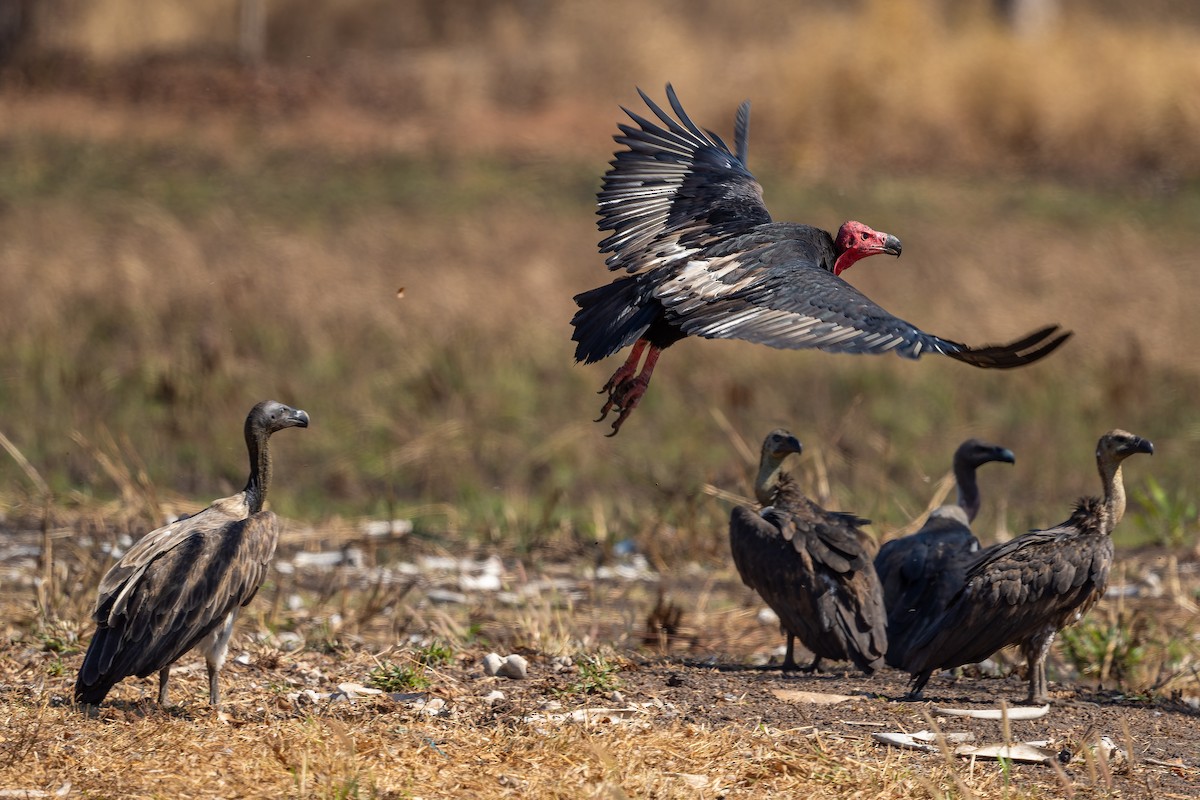 Red-headed Vulture - ML637919016
