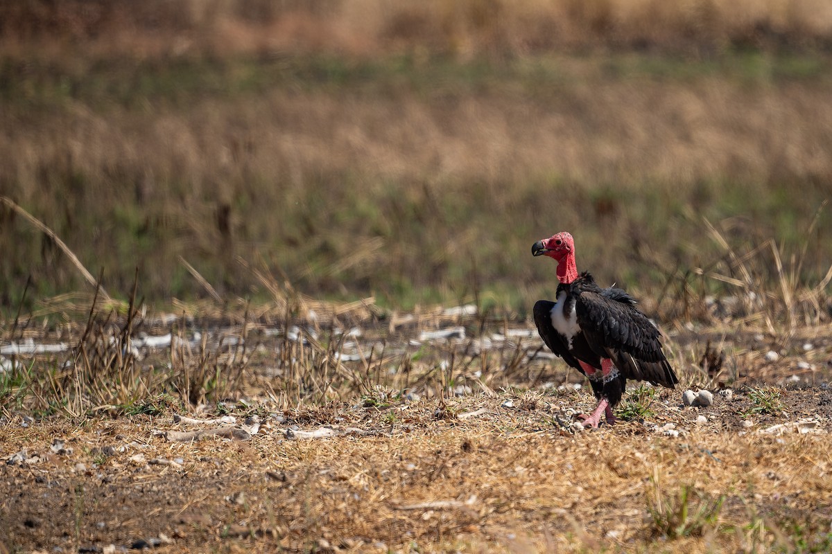 Red-headed Vulture - ML637919017