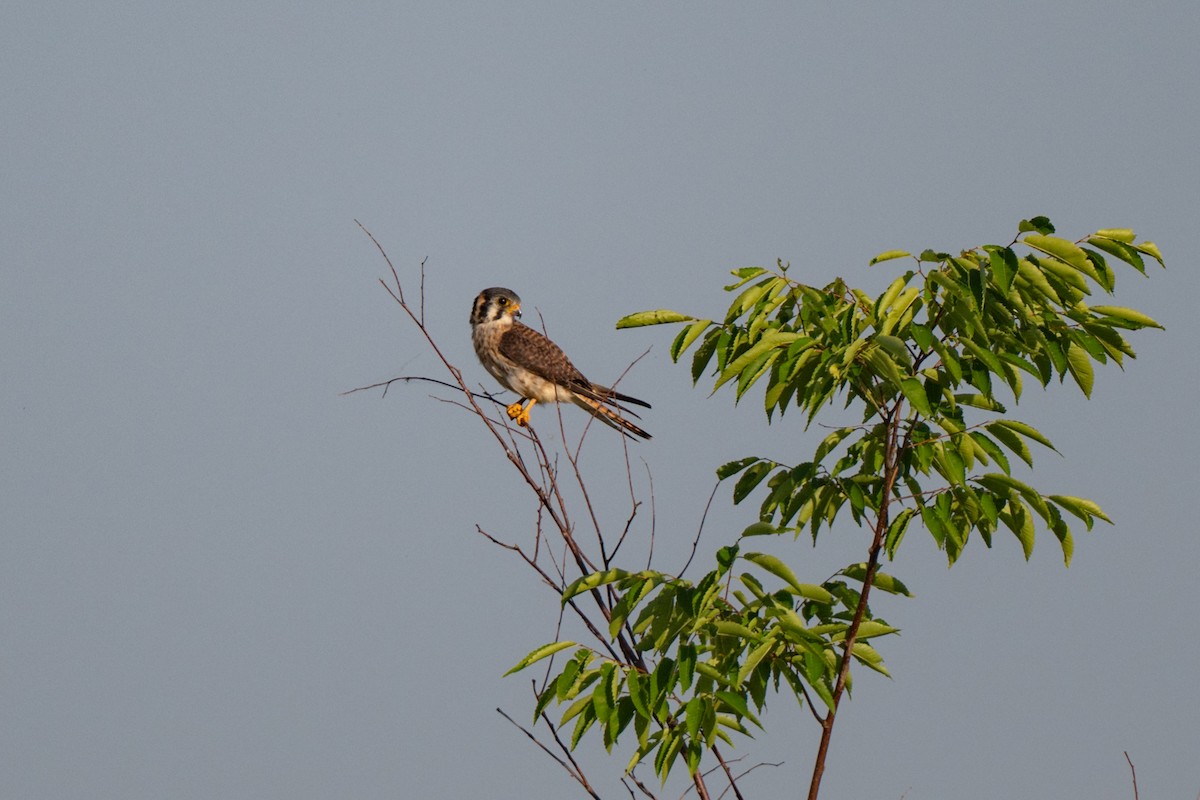 American Kestrel - ML637919041