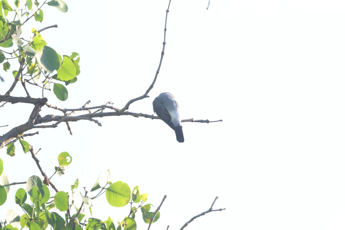 White-rumped Cuckooshrike - ML637919056