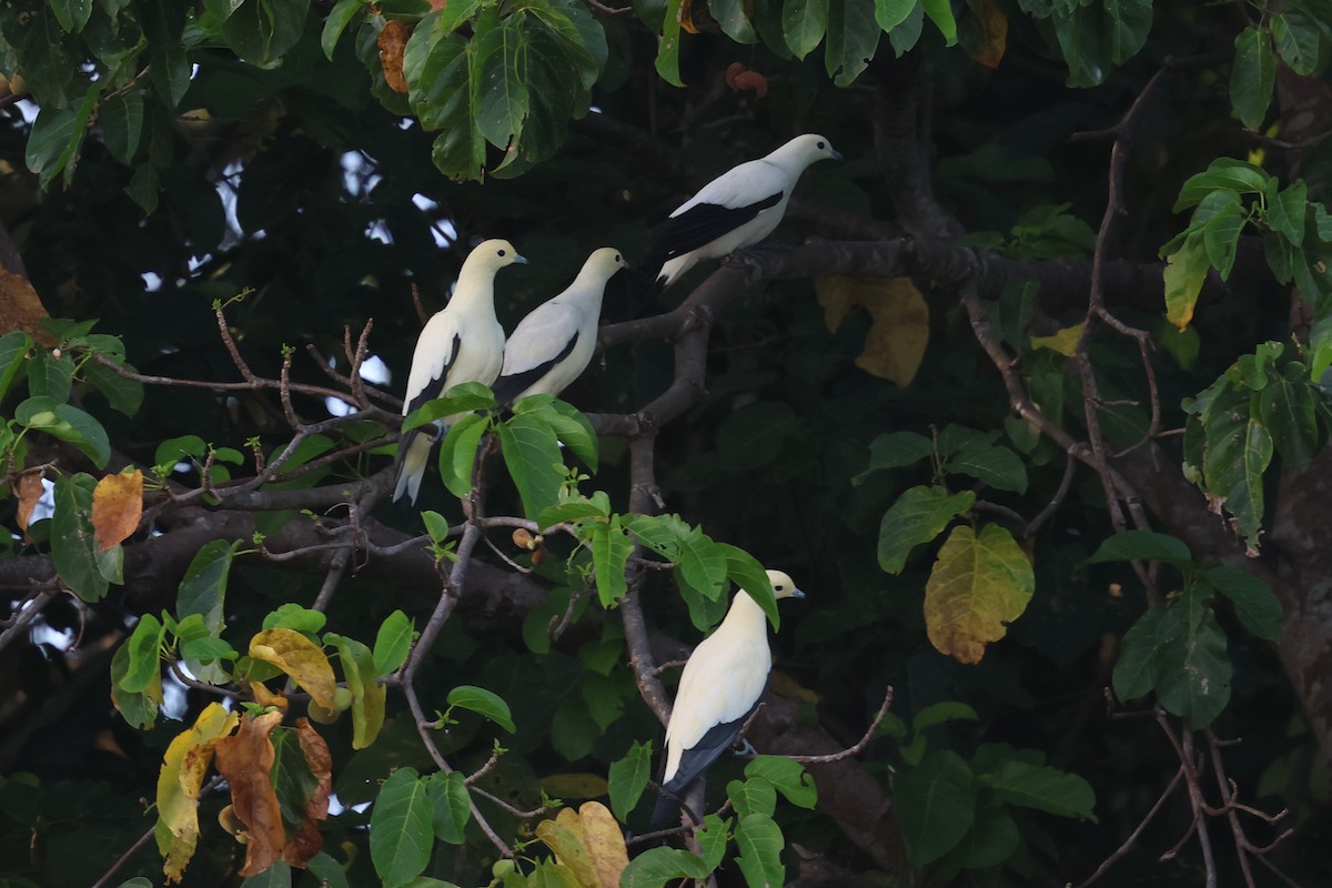 Pied Imperial-Pigeon - ML637919081