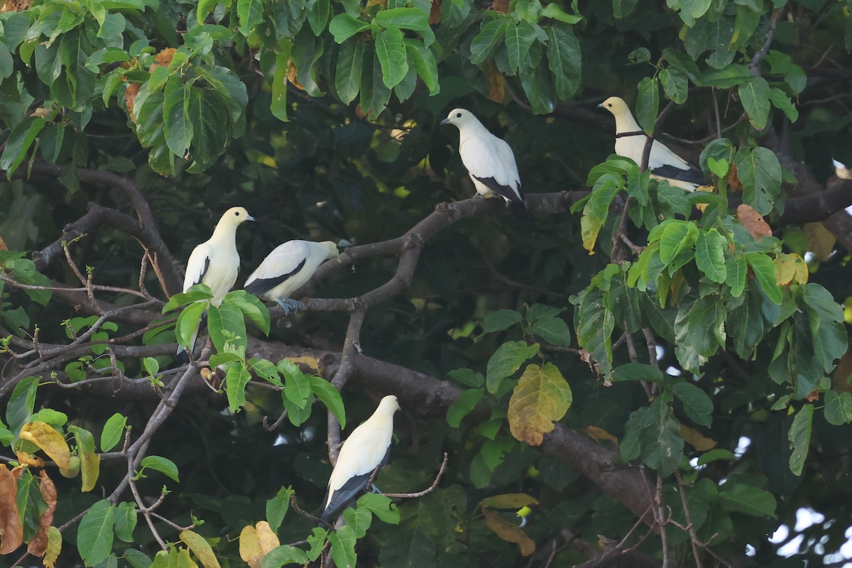 Pied Imperial-Pigeon - ML637919082