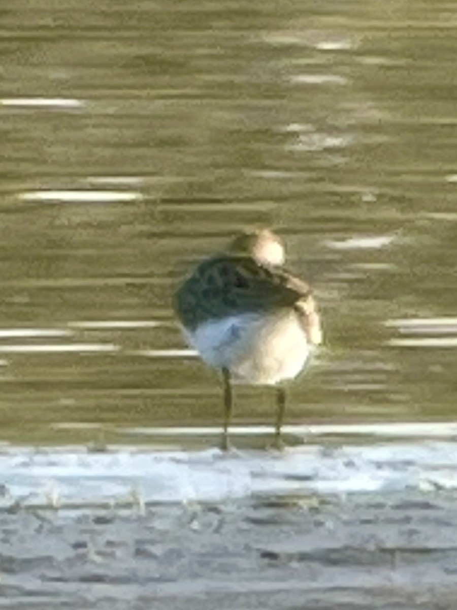 peep sp. - ML637919101