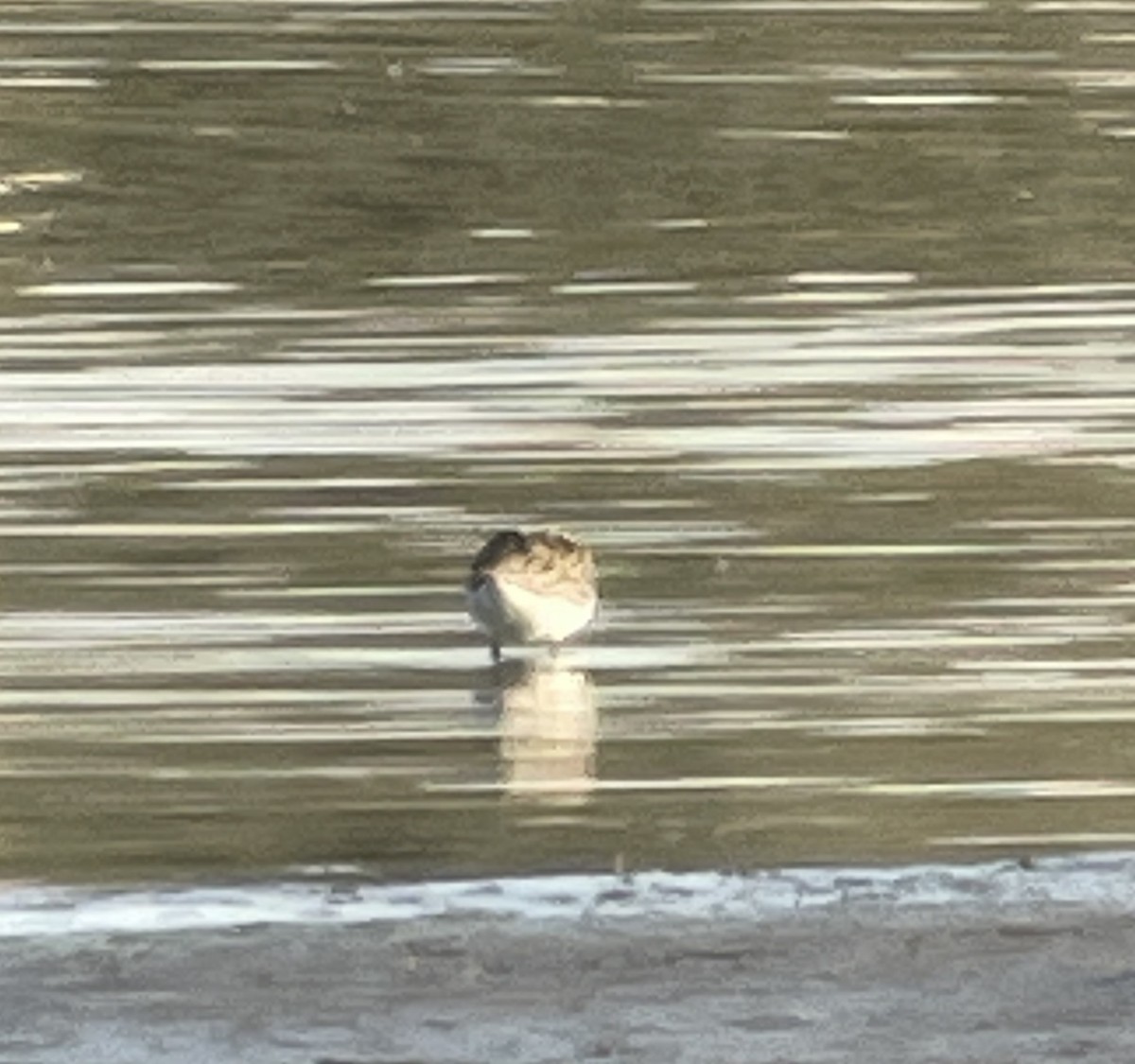 peep sp. - ML637919102